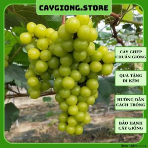 Cây nho giống Mẫu đơn xanh không hạt sữa Nhật Bản thân dây leo giàn trồng chậu thùng xốp NG07