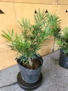 Tùng La Hán cây phong thỷ (hợp mệnh thủy size55 đến 65cm trang trí nhà cửa sân vườn.