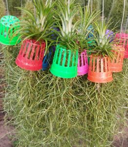 ทิลแลนเซีย ตระกร้าสี เคราฤาษี ไม้ประดับ ตกแต่งบ้าน เพิ่มบรรยากาศให้สดชื่นมากยิ่งขึ้น