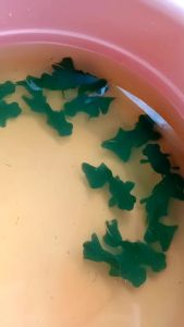 BLACK BUTTERFLY GOLD FISH/黑蝴蝶金鱼（GRED AA)