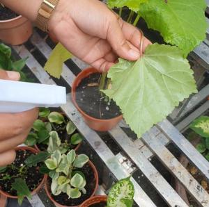 Serbajadi Organic Natural Neem Spray Insect Repellent| Pest Control Organic| For Indoor Organic Spray 500ml