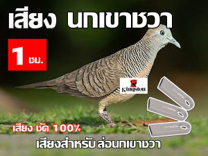 เสียง นกเขาชวา ต่อ นาน 1 ชั่วโมง USB แฟลชไดร์ฟ สำหรับ ใช้ล่อนกเขาชวา  หมานๆๆ