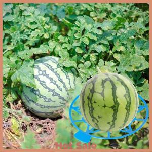 [A Peassion]💖[HOT SALE]🎈🎈 10Pcs Watermelon Stand Fruit Stand Support Basket Frame Vegetables Plant Tray Rack Melon Squash Pumpkin Protective Holder