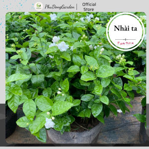 Hoa Nhài Ta (Lài Ta) cực đẹp thu hút ánh nhìn cao 45cm | Lỗi 1 đổi 1 trắng tinh khiết trang trí nhà cửa sân vườn