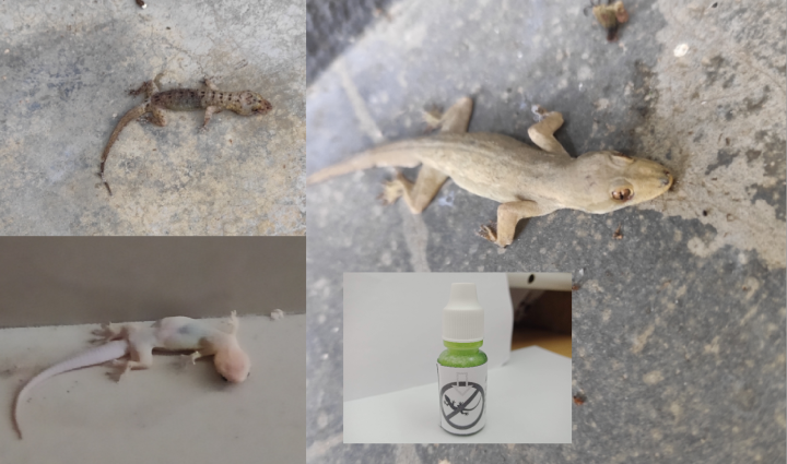 Ubat Cicak Racun Cicak Lizard Repellent Lizard Killer Mati Berkumpulan