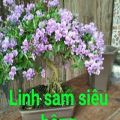 CHẬU CÂY LINH SAM  SIÊU BÔNG (CÂY SAM NÚI ) HOA SIÊU ĐẸP. 