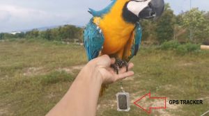 GF-21 BIRD GPS TRACKING CASE TANPA GPS