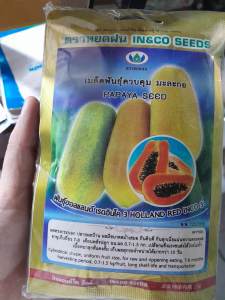 Hạt giống đu đủ lùn siêu ngọt Thái Lan ( Gói 30 Hạt ) - FlowerSeeds