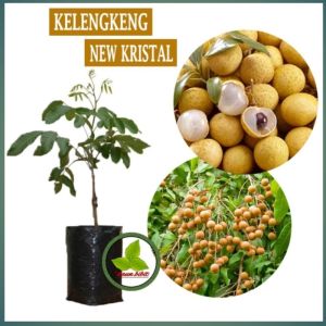 Bibit Kelengkeng New Kristal 🌱 Hasil Okulasi Dijamin Sudah Berbuah Mempunyai Daging Tebal Biji Kecil Bisa ditanam Dan Berbuah Dalam Pot (COD) Seluruh Indonesia