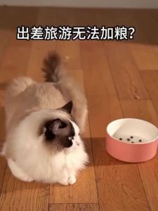 7.6L Large Capacity  Water Dispenser Automatic Food Feeders for Cat Dog Siphon Drinking Fountain