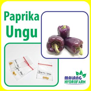 Benih Paprika Ungu Unggulan berkualitas biji bibit hydroponik hidroponik sayuran tanaman sayur cabai tomat