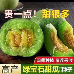 Super sweet emerald melon crisp and thin-skinned fragrant melon suitable for planting in gardens and balconies all year round