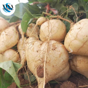 Singkamas Seeds (10seeds) - Turnip Seeds
