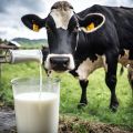 1kg Susu gantian milk replacer bagi anak lembu anak kambing pure susu haiwan milk powder for calf and baby goats kids. 
