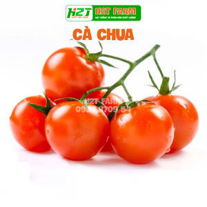 Hạt Giống Cà Chua Quả To Ngon Dễ Trồng - h2t farm