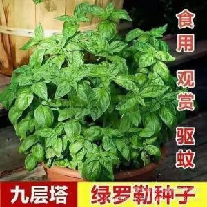 Nine-Layer Tarole Edible Sweet Vegetables and Herbs - Golden Balcony Garden Vegetables