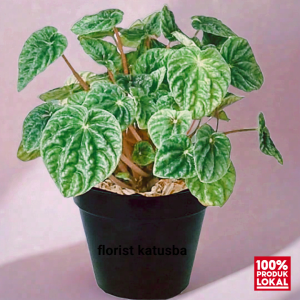 tanaman hias peperomia caperata green ripple green kerut hijau