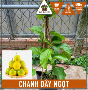 Cây Chanh Dây Vàng Ngọt - Chậu lớn cứng cáp - Chịu nắng tốt cho cổng nhà và leo giàn!