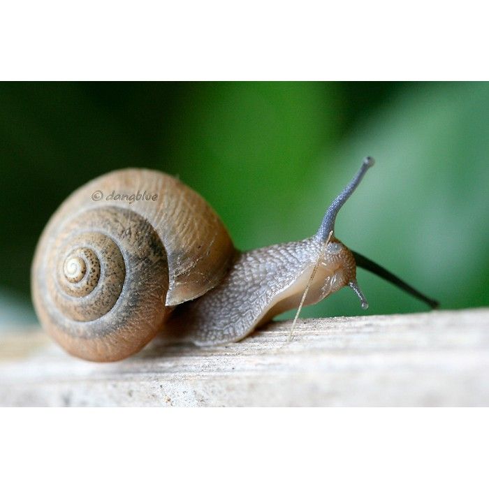 Thu%E1%BB%91c%20di%E1%BB%87t%20%E1%BB%91c%20s%C3%AAn%20d%E1%BA%A1ng%20b%E1%BB%99t%20h%C3%B2a%20n%C6%B0%E1%BB%9Bc%20phun%20-%20Image%202