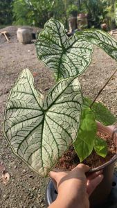 บอนสีอิเหนาขาว บอนสีโบราณ บอนสีภาคใต้ บอนสีสวยแปลก บอนสีน่าสะสม จัดส่งแบบหัว แบบต้นเล็ก และแบบต้นใหญ่