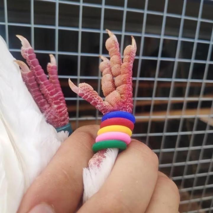 100%20chi%E1%BA%BFc%20B%C4%83ng%20t%E1%BA%ADp%20ch%C3%A2n%20hu%E1%BA%A5n%20luy%E1%BB%87n%20chim%20b%E1%BB%93%20c%C3%A2u%20nhi%E1%BB%81u%20m%C3%A0u%20%C4%91%E1%BB%83%20d%E1%BB%85%20d%C3%A0ng%20x%C3%A1c%20%C4%91%E1%BB%8Bnh%20v%C3%A0%20qu%E1%BA%A3n%20l%C3%BD%20-%20Image%209