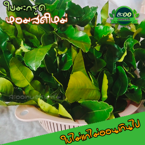 ใบมะกรูดสดจากบ้านสวนเกษตรอินทรีย์ ปลอดสาน สดใหม่