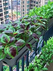 Spring Vegetable Seeds Four Seasons Collection Home Balcony Potted Fruits and Vegetables Cucumber Broccoli Eggplant Greens Seeds