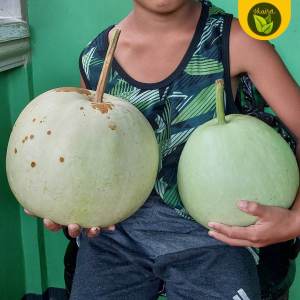 upo salakot 3 seeds for planting binhi pantanim organic plant