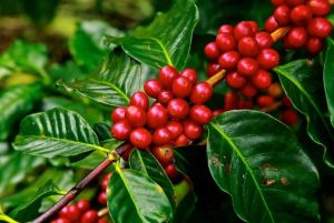 NEW GUINEA ARABICA 500G FIRST CLASS AROMA ROASTED PAPUA