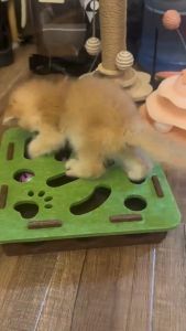 Cat Toy Maze Box Puzzle Toy Felt Self Play Fun Exercise with 3 Ball