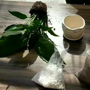 Flowerpot Ceramic With Tray Large Extra Succulent Clearance Creative Green Rill Plant Indoor