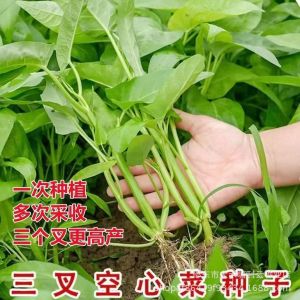 Authentic high-yield three-leaf watercress willow-leaf watercress four-season balcony vegetables potted garden vegetables