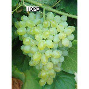 BIBIT ANGGUR IMPORT HOPE