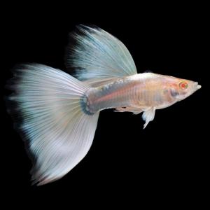 GPS Aquatic Albino Platinum Guppy 1 pair