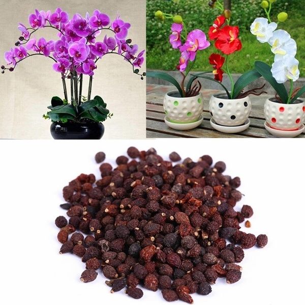 Massimizza La Bellezza Della Tua Orchidea Phalaenopsis Con Questi Passaggi Chiave - Foto 5