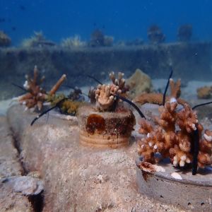 Alunan Coral Project:ADOPT A CAULIFLOWER CORAL & Get a Code for a stay at Alunan Resort Pulau Perhentian