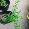 Cây Sơn Liễu - cây cảnh sân vườn. 