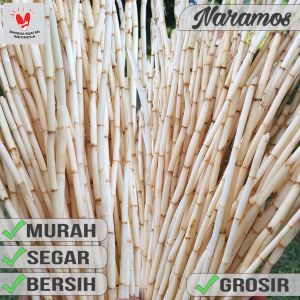 Akar Alang Alang Segar (1KG)