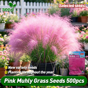 [Selected Seeds] 100% Authentic Pink Muhly Grass Seeds for Sale (Fast Growing 500Seeds) Pink Muhly Grass Flower Seeds Balcony Potted Muhly Grass Plants Seeds Home Decor Indoor Plants Pink Muhly Live Plants Easy To Grow Seed Buto Ng Bulaklak