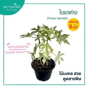 ไชยาด่าง กระถาง 8 นิ้ว ไม้มงคล ไม้ฟอกอากาศ