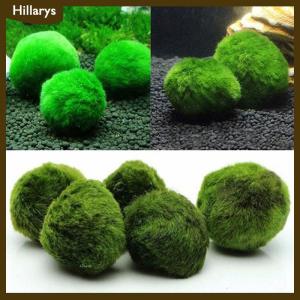 [Hillarys] ลูกบอลมอสมาริโมขนาด3-4ซม. พืชสดสาหร่ายบ่อเลี้ยงกุ้งเครื่องประดับสาหร่ายจำลองลูกบอลสีเขียวพืชเทียม