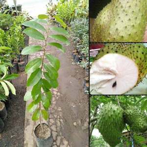bibit sirsak madu jumbo