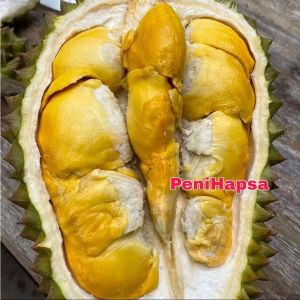 Bibit Durian Musangking Kaki 3 Super