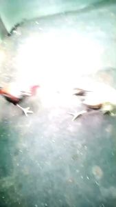 ไข่ไก่ชนพม่าสายตีเชิงอาชีพ(เชิงชนม้าล่อสั้นสลับยาว/แข้งหน้าจัด/ปาก