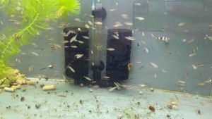 [DOA] LF Galaxy Rasbora Local breed / Danio margaritatus / 银河斑马/ 火翅金钻 **Buy 10pcs Free 1pc