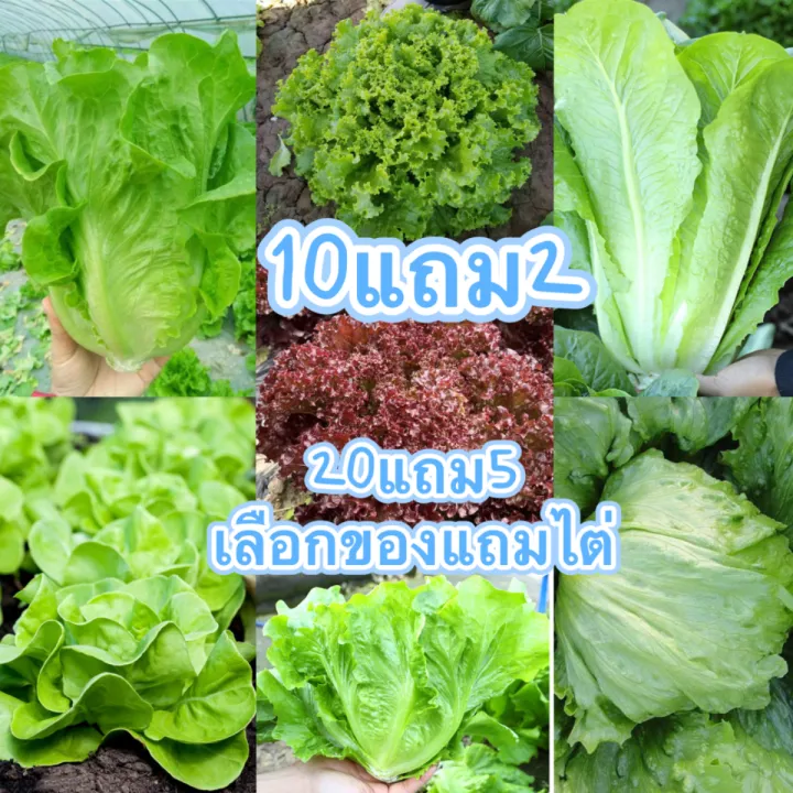 เมล็ดผักสลัด ปลูกง่าย พร้อมคู่มือ