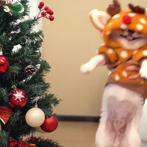 Pet Dog Cat Christmas Cat Clothes Reindeer Autumn Winter Fleece Medium Dog French Bulldog Cat Supplies Transformation Outfit