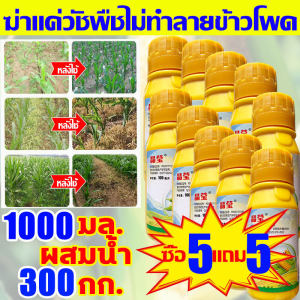 🌽อัตรากำจัดวัชพืช100%🌽ยาฆ่าหญ้าข้าวโพด100ML1แถม1เข้มข้นสุด ยาชุดข้าวโพด นิโคซัลฟูรอน4%+อาทราซีน20% ฆ่าหญ้าข้าวโพดฆ่าแค่วัชพืช ไม่ทำลายข้าวโพด นาข้าวโพด100 ปีไม่มีวัชพืช ยาฆ่าหญ้าในข้าวโพด ยาฉีดหญ้าข้าวโพด ยาฆ่าหญ้าไร่ข้าวโพด