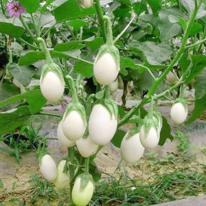 Hạt giống cà trắng trứng ngỗng trái to-5gr-thời gian thu hoạch 2 tháng