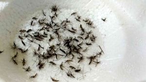 ธูปสมุนไพรไล่ยุง กำจัดยุง ได้จริง ชัวร์